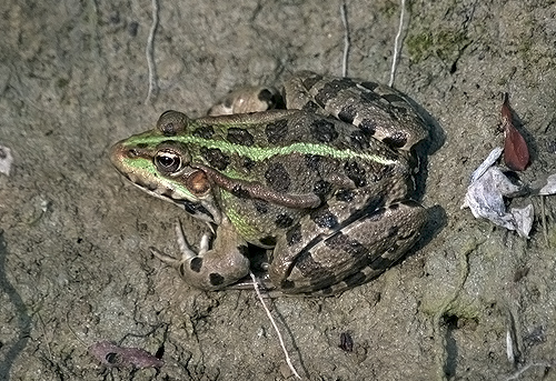 Pelophylax kurtmuelleri  o ridibundus (Oltrep e altri siti lombardi)